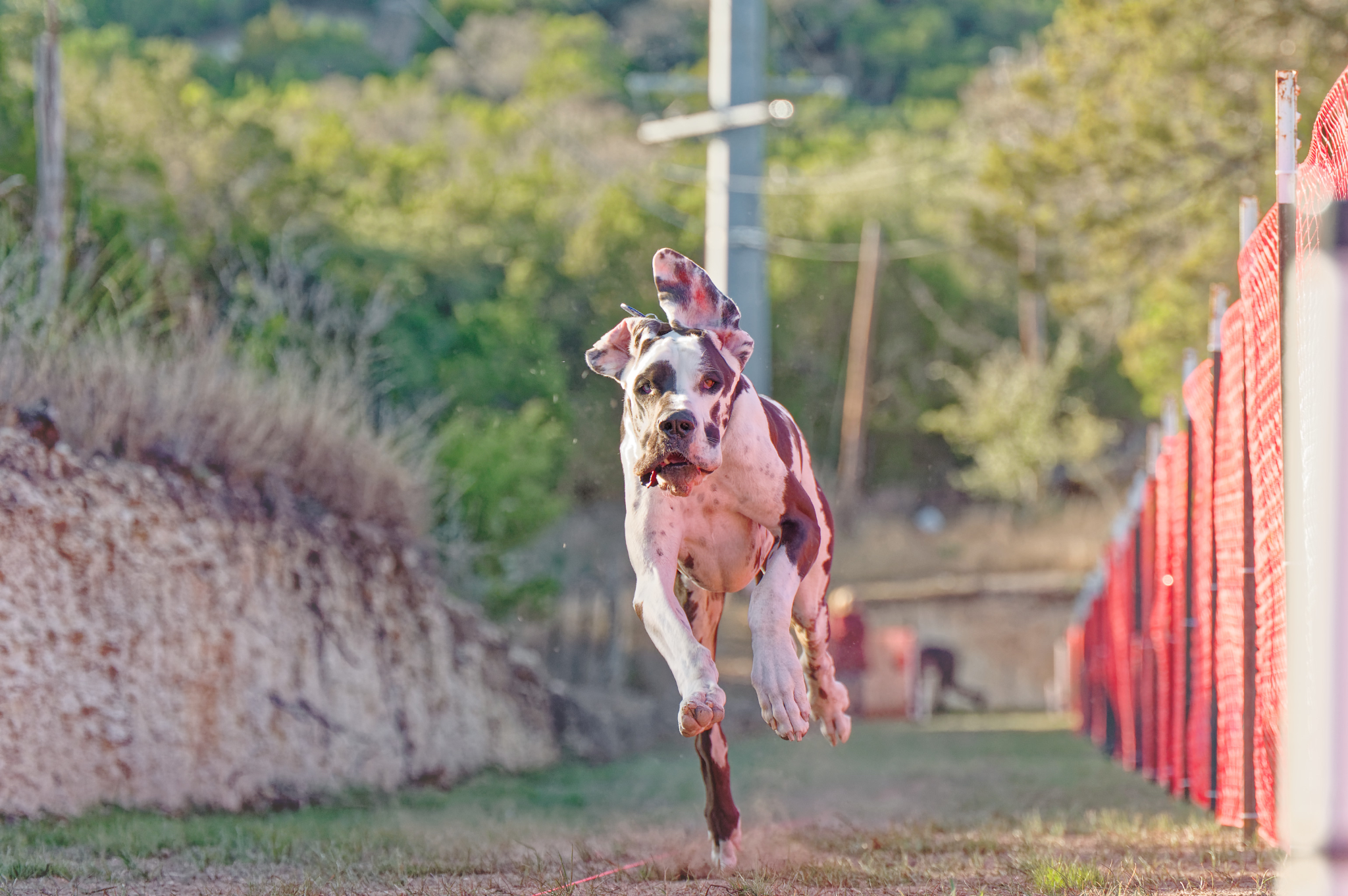 A Great Dane sprinting down a FastCAT track.